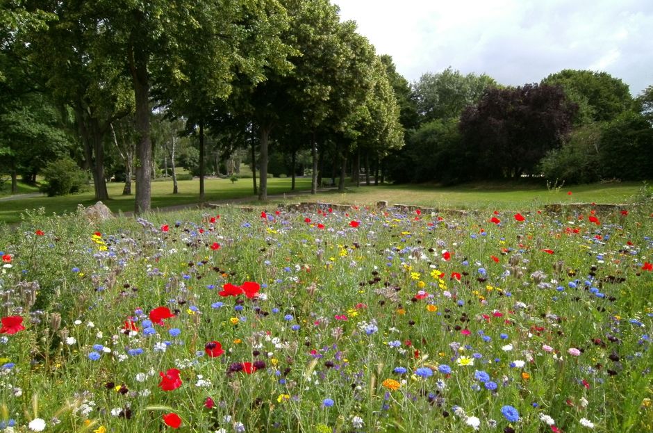 A vibrant wildflower meadow with a variety of colourful blooms including red poppies, blue cornflowers, yellow daisies, and white daisies, set against a backdrop of lush green trees and a partly cloud