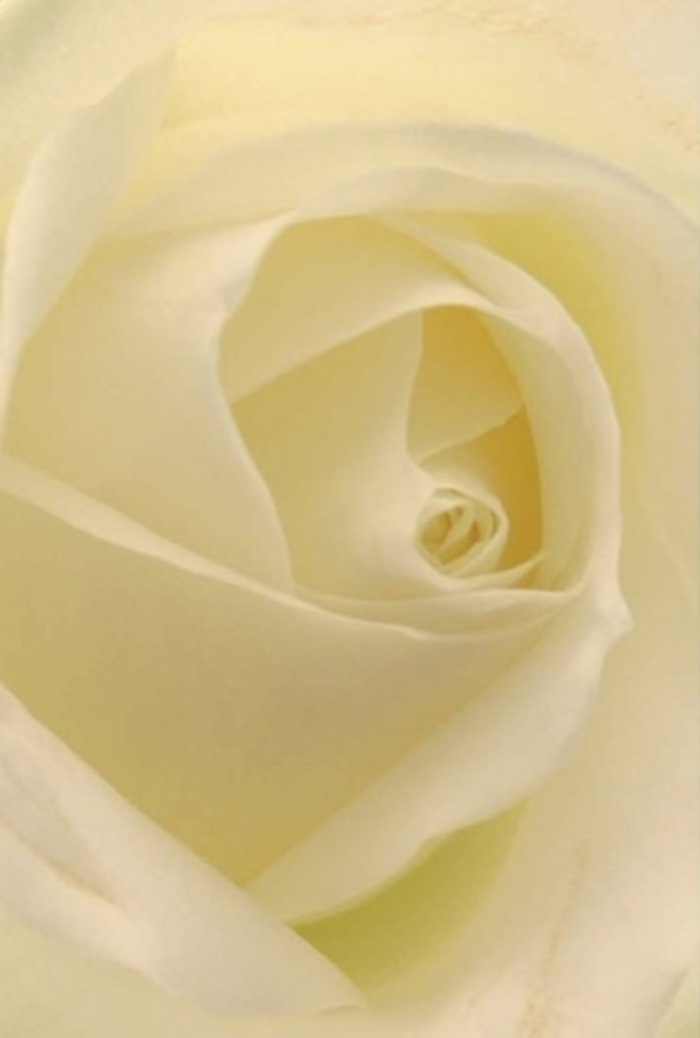 Set against the gentle backdrop of Abbey Wood, this breathtaking close-up reveals a single white rose at its most poetic. Gossamer-thin petals spiral inward in a perfect, natural arrangement, their creamy whites and soft lemon tones glowing as if touched by the neighbourhood's soft afternoon sun. The artistically crafted folds create a visual dance of light and shadow, imbuing extra depth and a dreamy sense of serenity-much like a quiet walk near Southmere Lake. Each petal, velvety to the touch and almost translucent at the edges, reflects both strength and gentle vulnerability, making the rose an ever-appropriate choice for expressing sympathy, gratitude, or sincere admiration. The bloom's sheer beauty speaks of the experienced hands-like those at Flowers Abbey Wood-who select each flower with care for weddings, farewells, and milestone moments. There's an evocative, classic fragrance that drifts softly from the heart of the rose-a reminder of the pure and comforting presence flowers provide in Abbey Wood homes. This image conveys not only the rose's physical charm but the layers of meaning and artistry behind every hand-tied bouquet delivered to loved ones across the area.